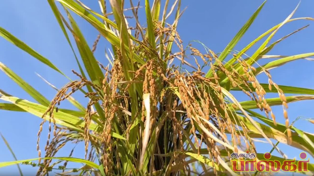 8 ஆண்டுகளாக விவசாயம்! பாரம்பரிய நெல் சாகுபடி செய்து அசத்தும் கல்லூரி மாணவி!
